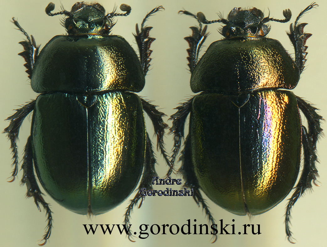 http://www.gorodinski.ru/geotrupes/Odontotrypes roborowskyi.jpg